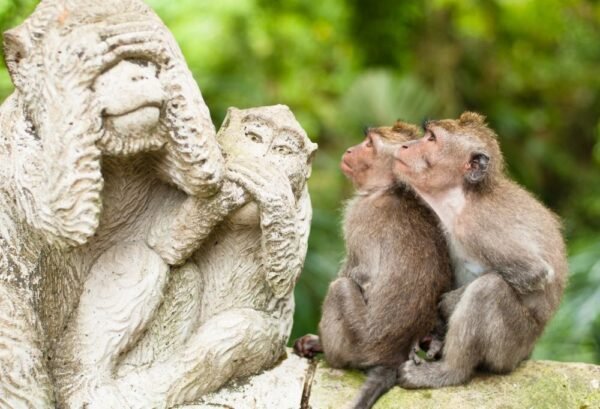 Bali's dieren