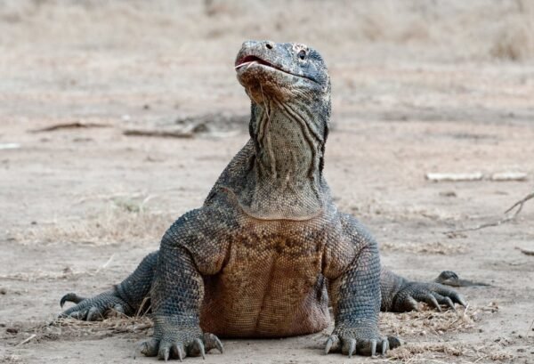 Best Deal Komodo draken en magisch Bali - lastminute vakantie aanbiedingen