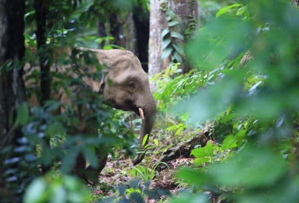 Borneo Adventure in Sabah - lastminute vakantie aanbiedingen