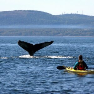 Camping with the whales - lastminute vakantie aanbiedingen