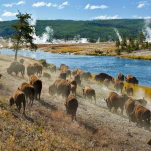 Canadian Rockies en Yellowstone - lastminute vakantie aanbiedingen