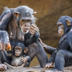 Chimpansee tracking Kibale National Park - lastminute vakantie aanbiedingen