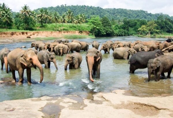 Discover Sri Lanka Deluxe - lastminute vakantie aanbiedingen