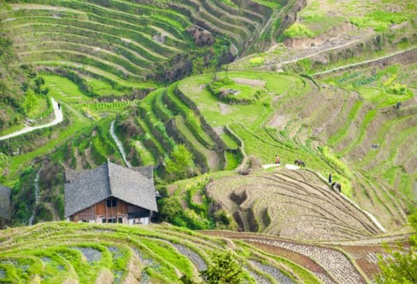 Drakensrug rijstvelden van Longsheng - lastminute vakantie aanbiedingen