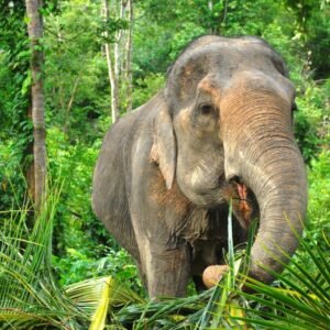 Elephant Nature Park - lastminute vakantie aanbiedingen