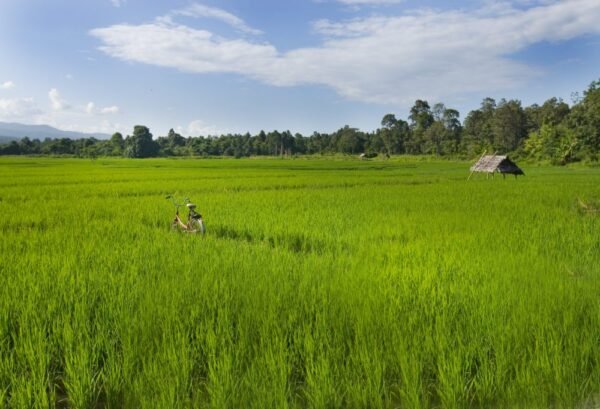 Fietsen in Chiang Mai - lastminute vakantie aanbiedingen