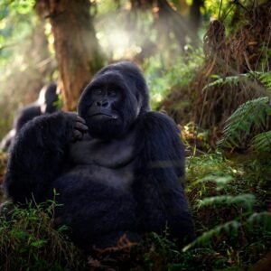 Gorilla tracking Bwindi Impenetrable National Park - lastminute vakantie aanbiedingen