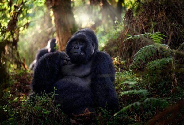 Gorilla tracking Bwindi Impenetrable National Park - lastminute vakantie aanbiedingen