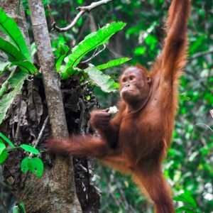 Grand Tour De Wildernis van Borneo - lastminute vakantie aanbiedingen