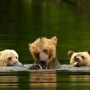 Grizzly beren van Knight Inlet - lastminute vakantie aanbiedingen