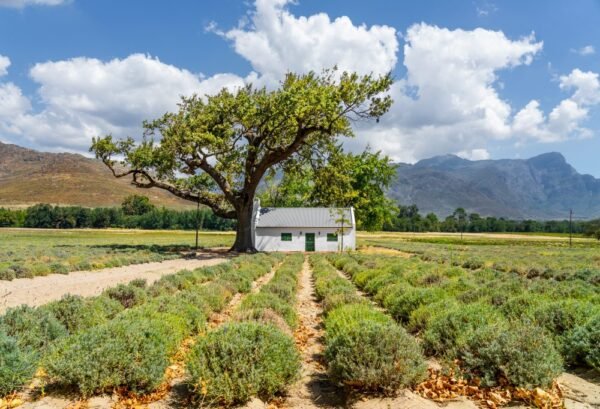 Highlights Zuid-Afrika en Swaziland Deluxe - lastminute vakantie aanbiedingen