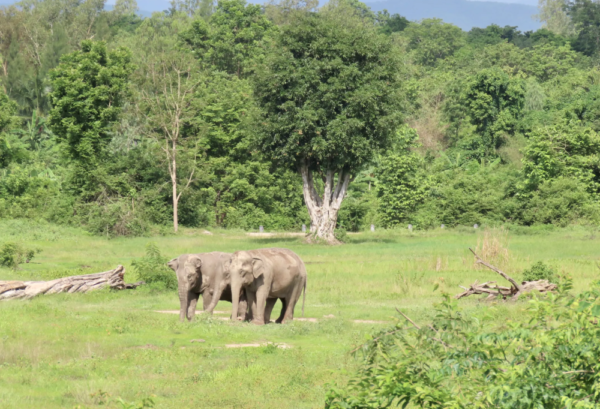 I Love Phants Experience - lastminute vakantie aanbiedingen