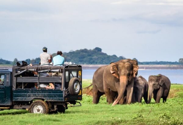 Jeepsafari Yala National Park - lastminute vakantie aanbiedingen