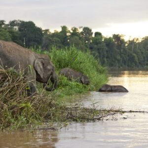 Jungle avontuur in Tabin & Kinabatangan - lastminute vakantie aanbiedingen