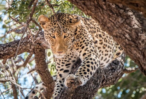 Leeuwen en Zuid-Afrikaanse Magie Deluxe - lastminute vakantie aanbiedingen