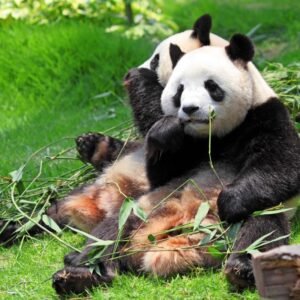 Panda's in Yaan National Park - lastminute vakantie aanbiedingen