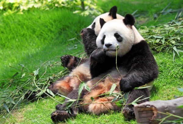 Panda's in Yaan National Park - lastminute vakantie aanbiedingen