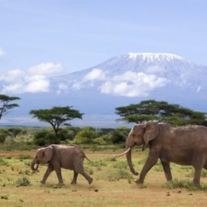 Safari Discover Kenia - lastminute vakantie aanbiedingen