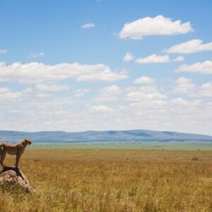 Safari Klassiek Kenia - lastminute vakantie aanbiedingen