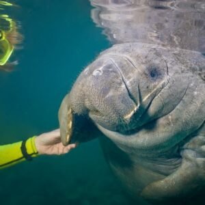 Snorkelen met zeekoeien - lastminute vakantie aanbiedingen