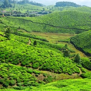 Theeplantages van Munnar - lastminute vakantie aanbiedingen