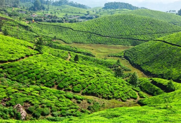Theeplantages van Munnar - lastminute vakantie aanbiedingen