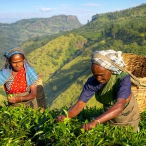 Theeplantages van Sri Lanka - lastminute vakantie aanbiedingen