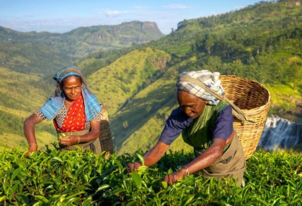 Theeplantages van Sri Lanka - lastminute vakantie aanbiedingen
