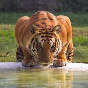 Tijgers in Ranthambore National Park - lastminute vakantie aanbiedingen