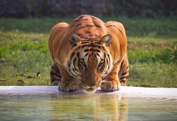 Tijgers in Ranthambore National Park - lastminute vakantie aanbiedingen