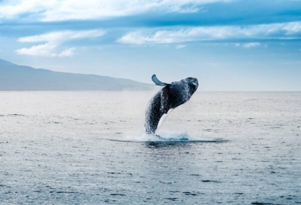 Walvissafari vanuit Húsavík - lastminute vakantie aanbiedingen