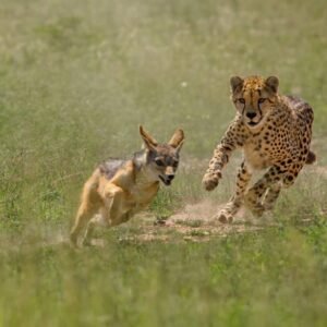 Wildlife Experience Kenia & Tanzania in internationale groepjes - lastminute vakantie aanbiedingen