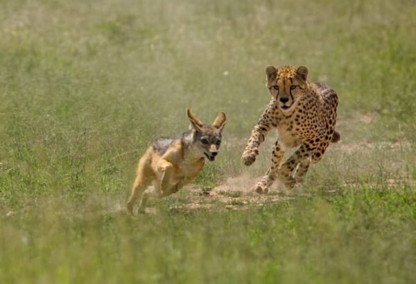 Wildlife Experience Kenia & Tanzania in internationale groepjes - lastminute vakantie aanbiedingen