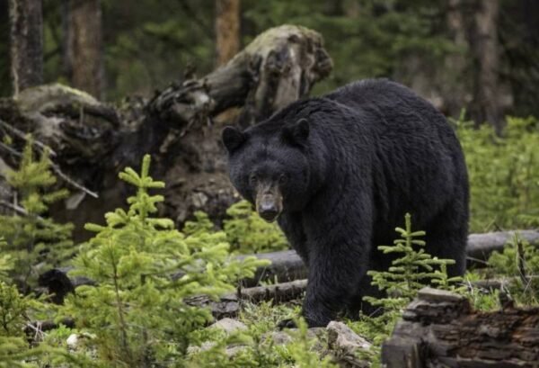 Zwarte beren in Québec - lastminute vakantie aanbiedingen