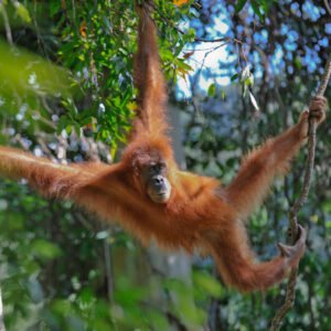 Jungle en orang-oetans van Sumatra - lastminute vakantie aanbiedingen