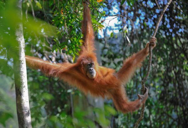 Jungle en orang-oetans van Sumatra - lastminute vakantie aanbiedingen