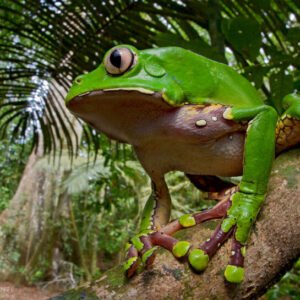 Natuurschoon van de Amazone - lastminute vakantie aanbiedingen