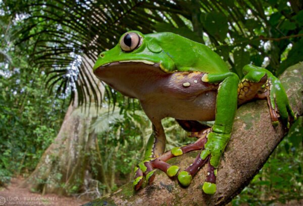 Natuurschoon van de Amazone - lastminute vakantie aanbiedingen