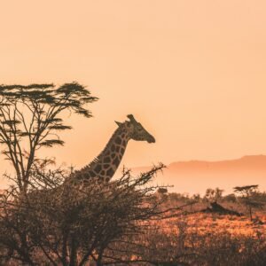 Amakhala Game Reserve - lastminute vakantie aanbiedingen