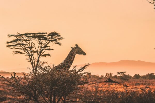 Amakhala Game Reserve - lastminute vakantie aanbiedingen