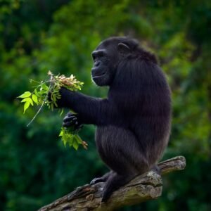Best Deal Uganda - lastminute vakantie aanbiedingen