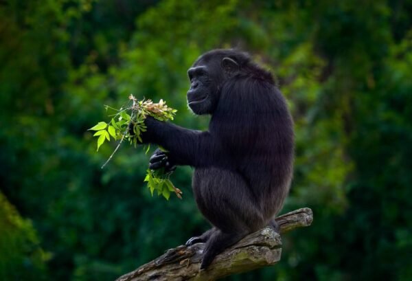Best Deal Uganda - lastminute vakantie aanbiedingen