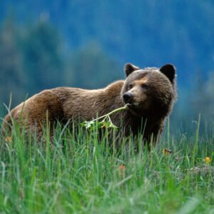 Buiten de gebaande paden van West-Canada - lastminute vakantie aanbiedingen