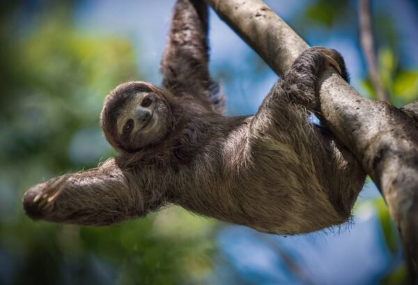 Costa Rica Familiereis Jungle en Stranden - lastminute vakantie aanbiedingen