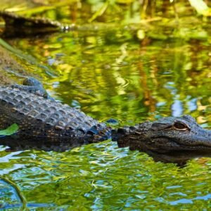 Deep South: natuur en strand - lastminute vakantie aanbiedingen