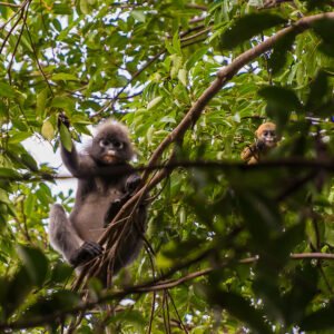 Dieren spotten in Cat Tien National Park - lastminute vakantie aanbiedingen