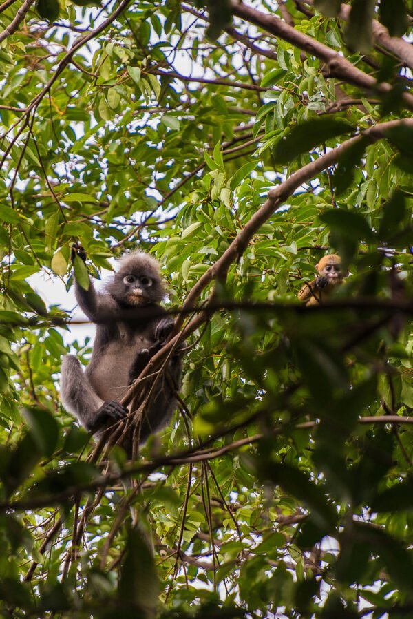 Dieren spotten in Cat Tien National Park - lastminute vakantie aanbiedingen