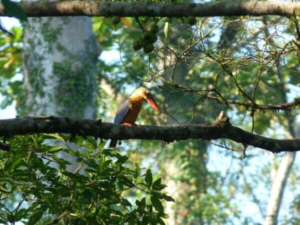Dieren spotten in Tabin - lastminute vakantie aanbiedingen