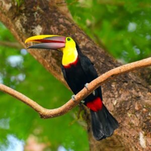 Dierenrijk Costa Rica - lastminute vakantie aanbiedingen