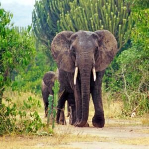 Discover Uganda